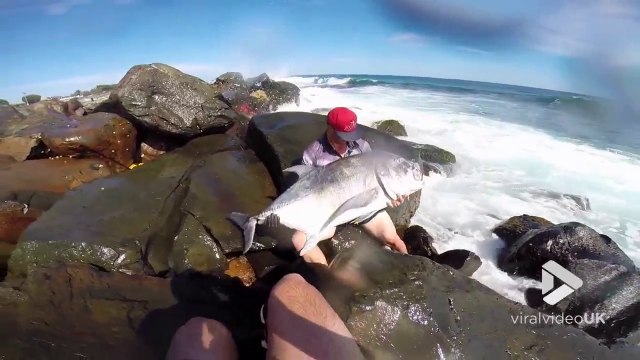 Sauvetage d'un énorme poisson échoué dans les rochers !