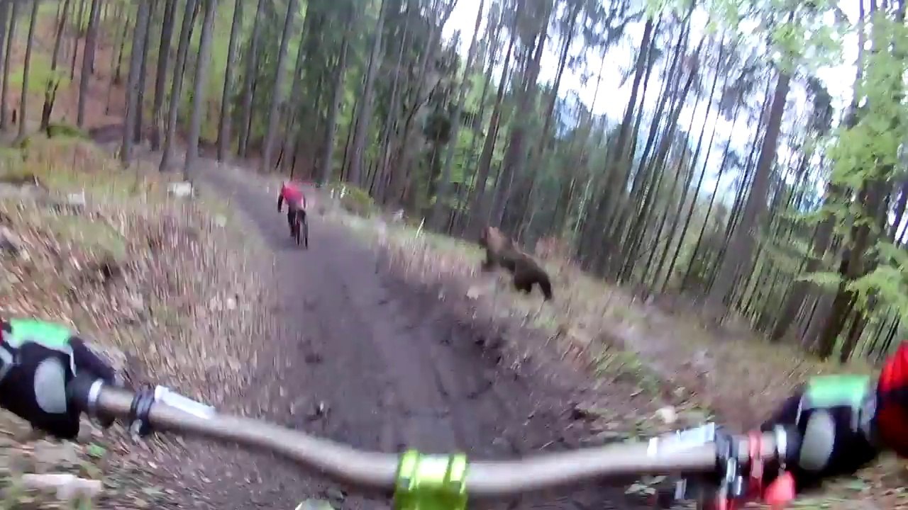 Attaqués par un ours en descente de VTT !!