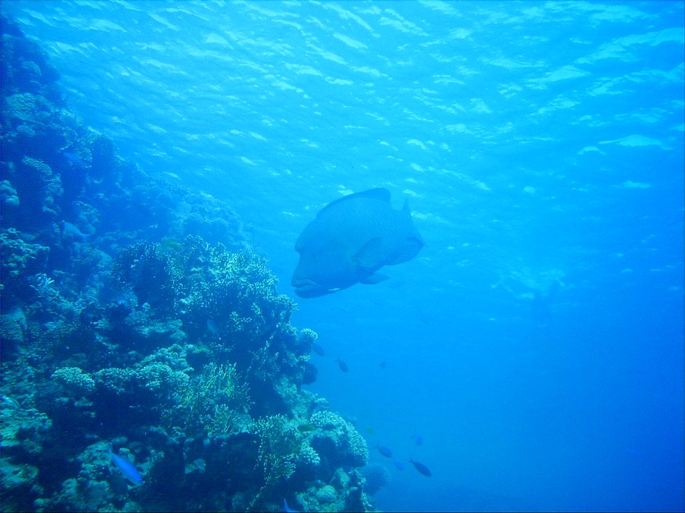 SHUG Dives Sharm 2008