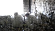 Liège : Une nichée de faucons pèlerins à la basilique St Martin