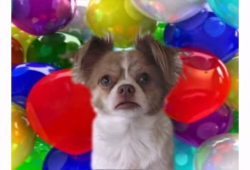 Happy Birthday! Please Subcribe! - Fnny Birthday V