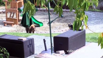 Ce chien fait bien son taf et chasse un ours du jardin