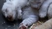 Three rare white lion cubs born in a French zoo