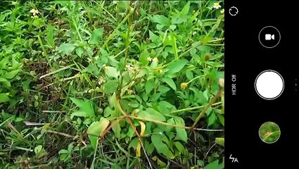 Tutorial Macro 2  2016  ( White Spider VS Butterfly with Xiaomi Phone)