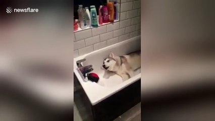 Obstinate husky stages protest from bathtub