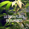 ¿La marihuana puede curar enfermedades?