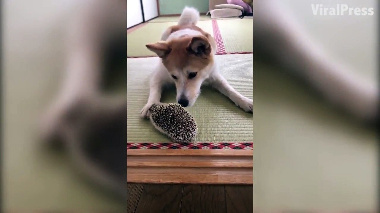 Un chien et un hérisson ont une relation épineuse