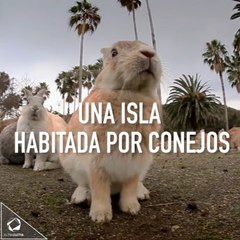 La isla habitada por conejos