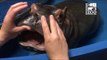 Cincinnati Zoo's Baby Hippo Growing New Teeth