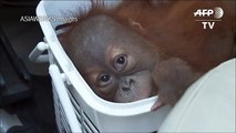 Baby orangutans rescued in Thai police sting[1]dsa