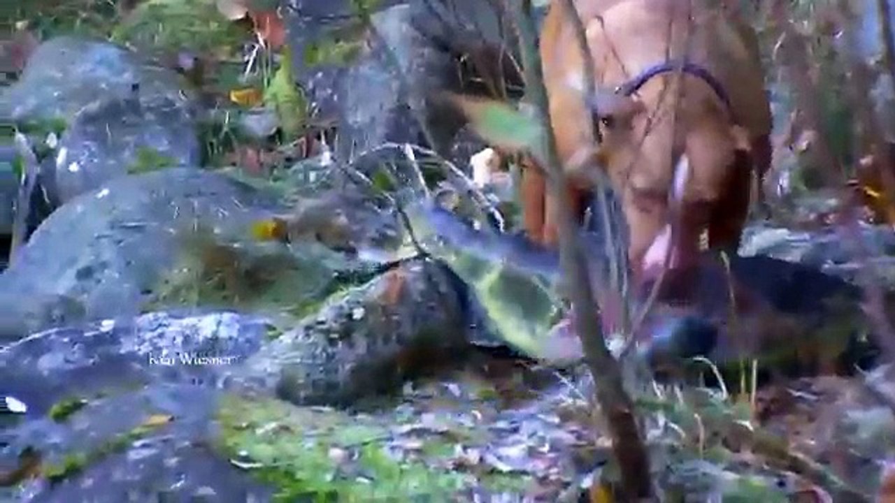 Le maître laisse son pitbull aller jouer dans l'eau. Puis il est complètement pris par surprise quand le chien sort cet