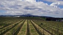 Climate change battle heats up for Australian winemakersdsa