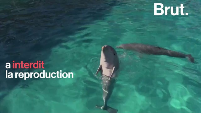 Bientôt plus de dauphins dans les parcs aquatiques ?