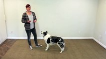 Cute easy and popular trick to train - dog clicker training-D