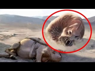 5 Strangest Things Found In Deserts!