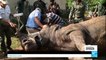 Sauvetage du dernier rhinocéros de Côte d'Ivoire