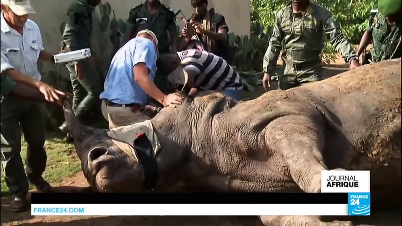 Sauvetage du dernier rhinocéros de Côte d'Ivoire