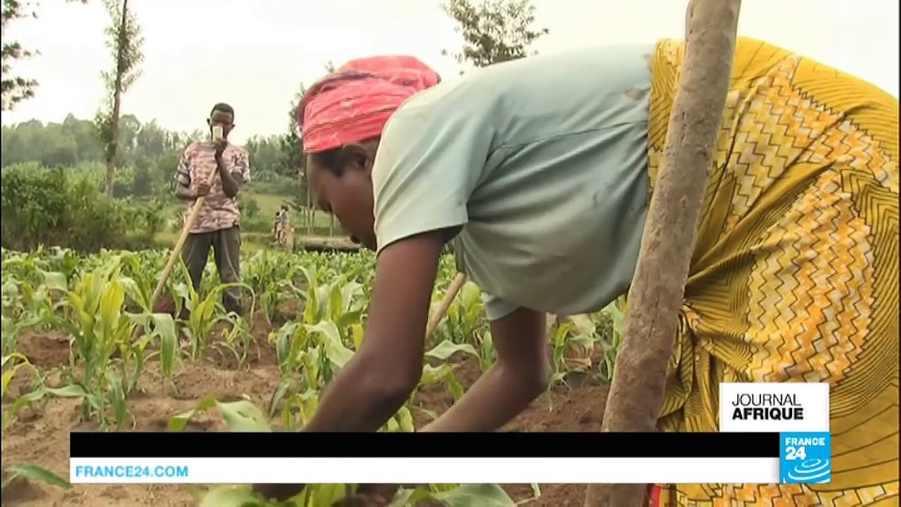 cultures de mais ravagées à Rewanda