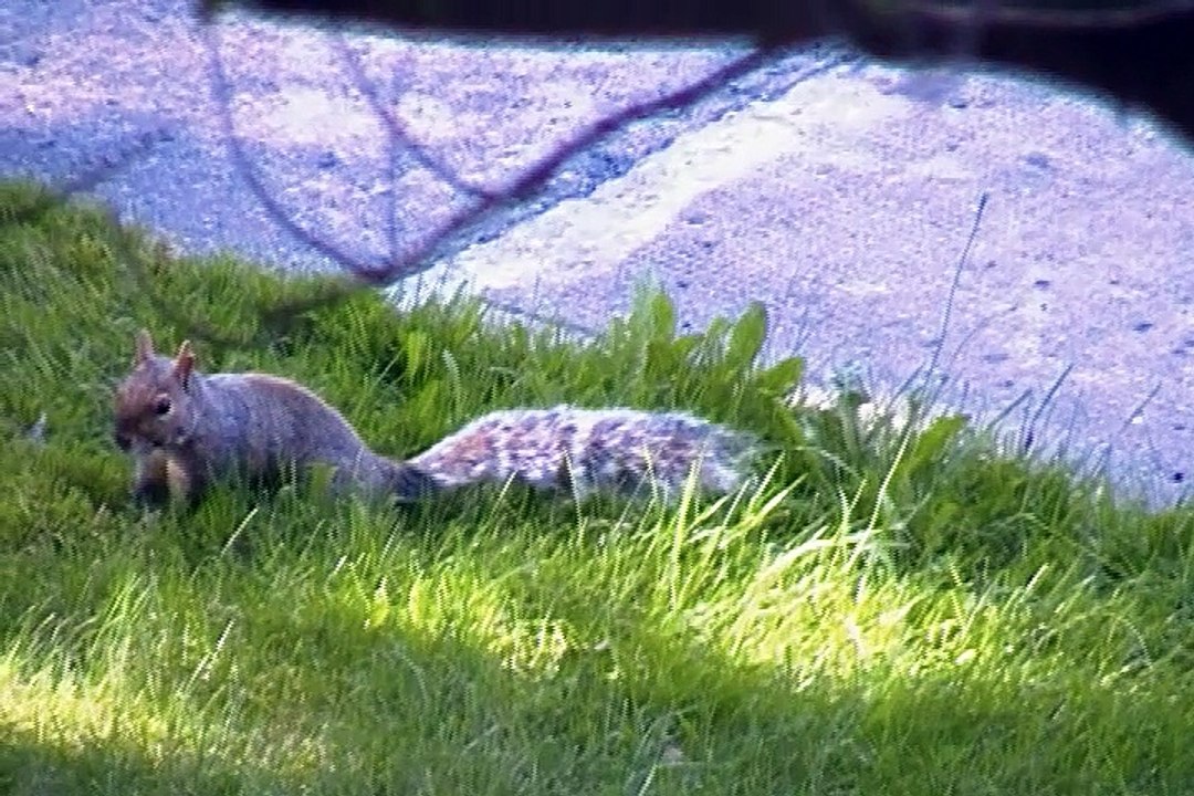 squarrel was eating something
