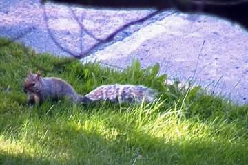 squarrel was eating something