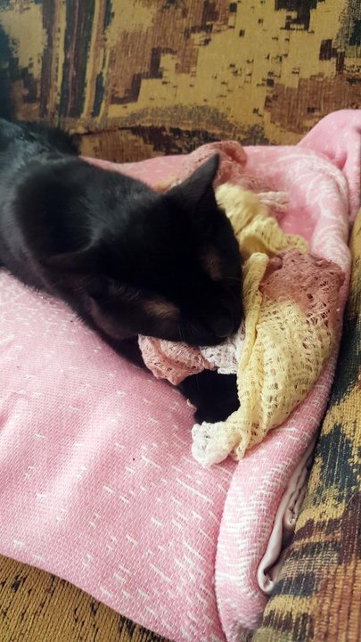 Mutlaka izleyin harika komik  kedi