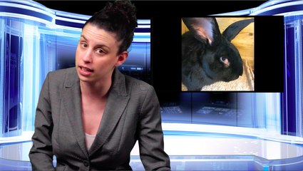 Bad News: That Poor Rabbit