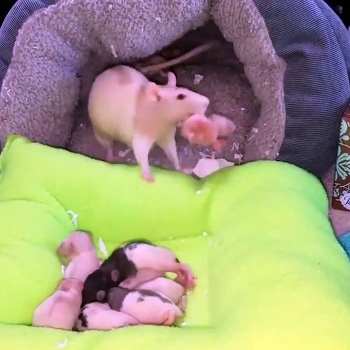 LADbible - When your mother says it's time for bed, she means it (720p)