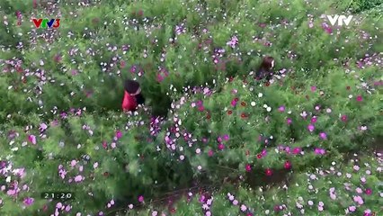 Zippo Mù Tạt Và Em - Tập 17 f HD