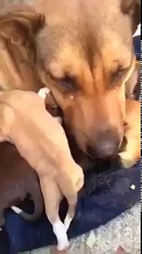 Cadela chora após ser resgatada com os seus filhotes