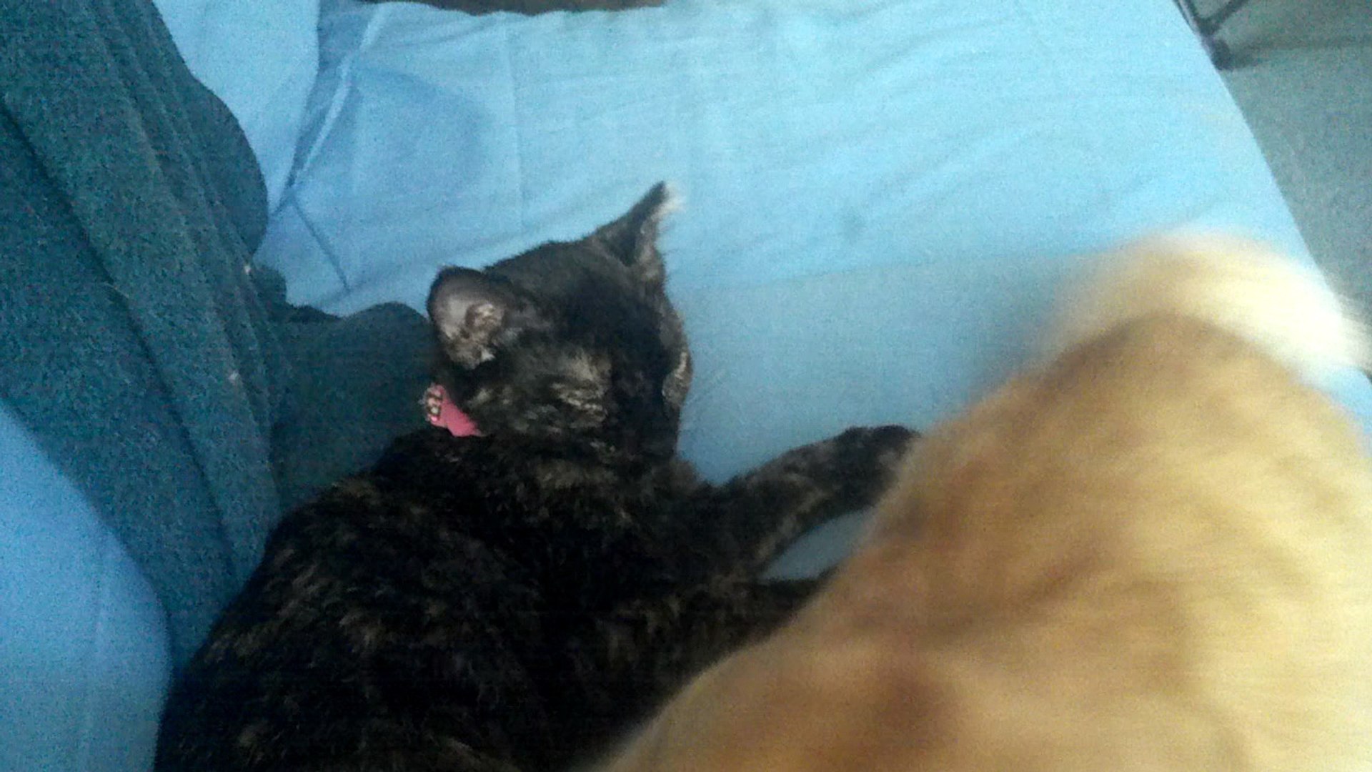 ⁣Kitten brother and sisterly love grooming