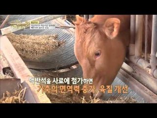 맥반석 가루의 효과! 농사 매출 상승! [황금열쇠] 14회 20160408