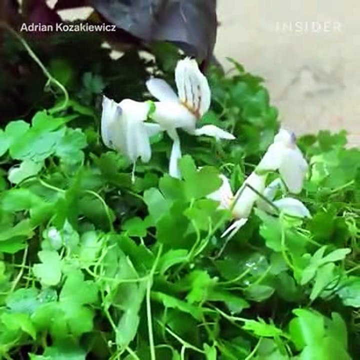 Mantis