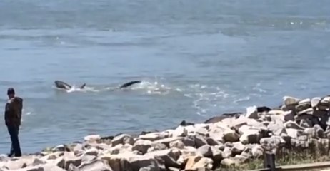 Download Video: Injured Thresher Shark Spotted in Delaware's Indian River