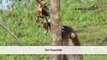 Tierarten Costa Ricas - Der Nasenbär-ehWsoHpAlnw