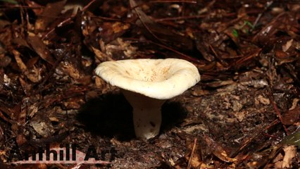 Early Attempts at Aluminum Mushroom Casting