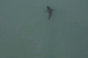 Tải video: Great White Sharks Spotted Near Southern California Beaches