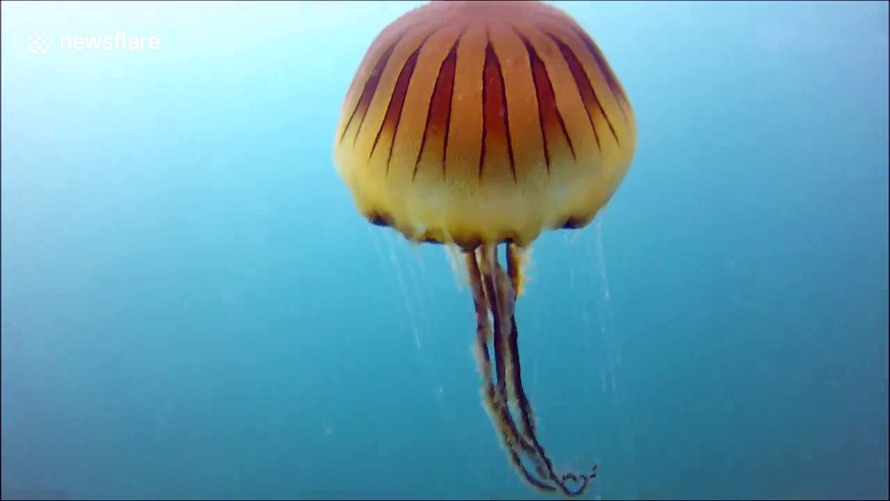 Compass jellyfish spotted in Cornwall video Dailymotion
