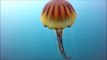 Compass jellyfish spotted in Cornwall