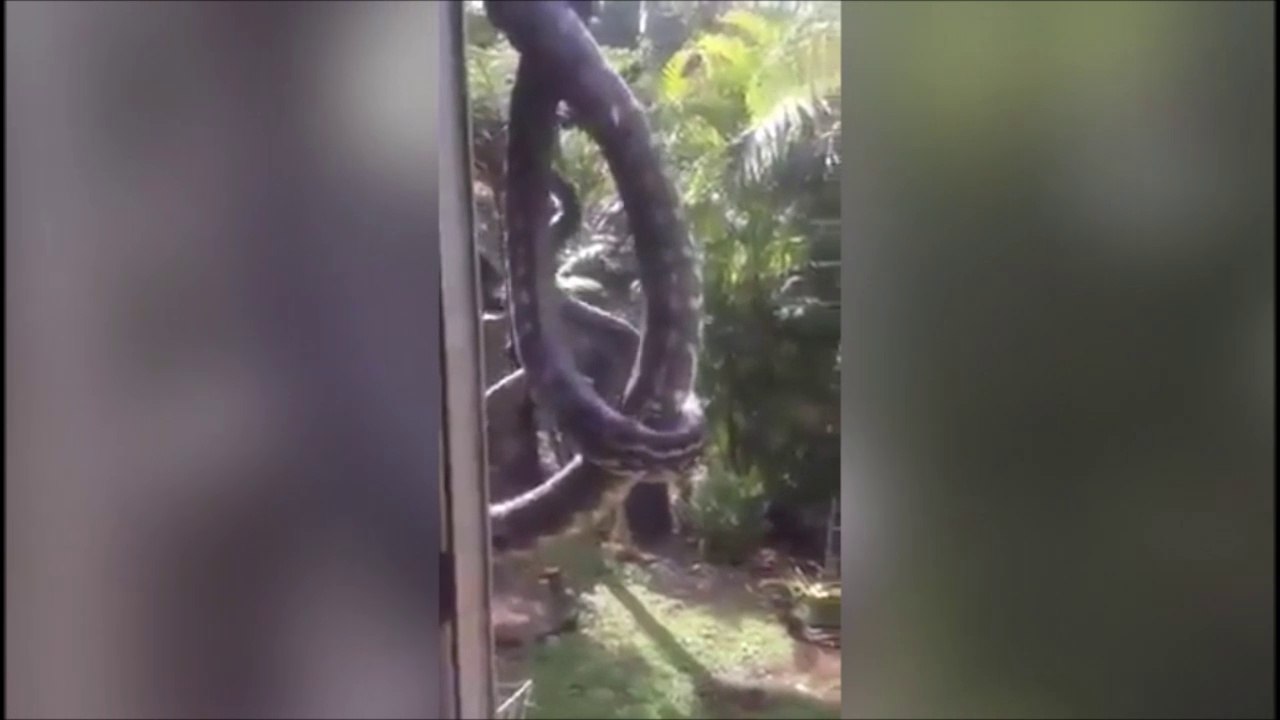 T'es sur de vouloir ouvrir la fenetre??? Serpents flippants