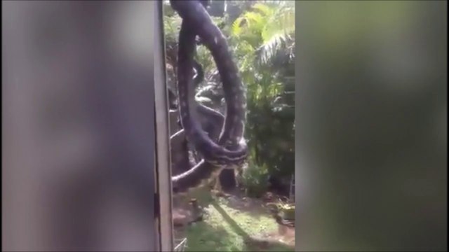 T'es sur de vouloir ouvrir la fenetre??? Serpents flippants