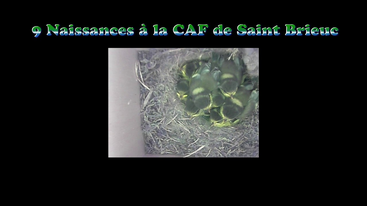 Des naissances à la CAF de Saint Brieuc 2017