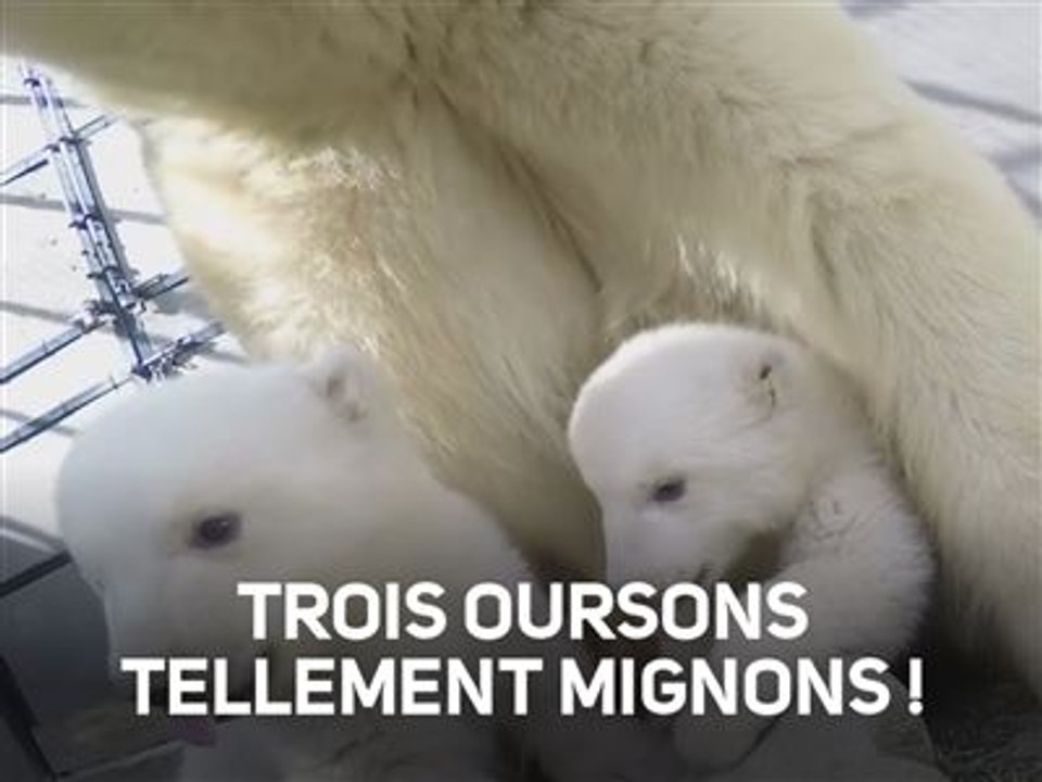 Trois petits nouveaux au zoo de Colombus dans l'Ohio