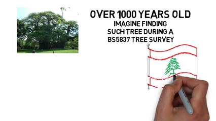 Order A Tree Survey - You May Have A Historical Tree In Your Yard