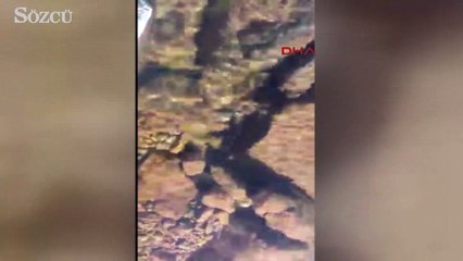 Elazığ'da nesli tükenmekte olan TÜrk Semenderi bulundu