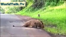 http://www.dailymotion.com/video/x2iqkan_man-v-s-lion-amazing_animals
