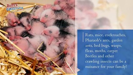 Full Service Pest Control Company in The Village FL