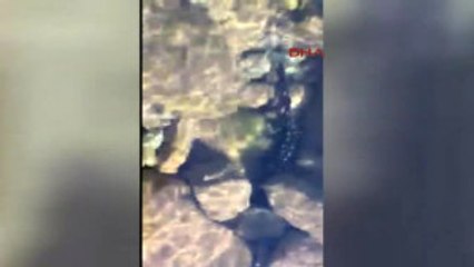 Elazığ'da Nesli Tükenmekte Olan Türk Semenderi Bulundu