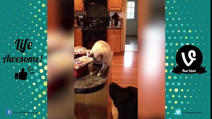 A Funny Dog Videos Compilation 2017 - Funny Dogs and Babies