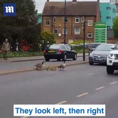 This is so adorable! These Geese teach their gosling how to cross the street