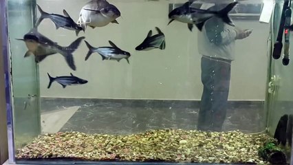 Dev Pengasus Köpek Balıkları - Full HD